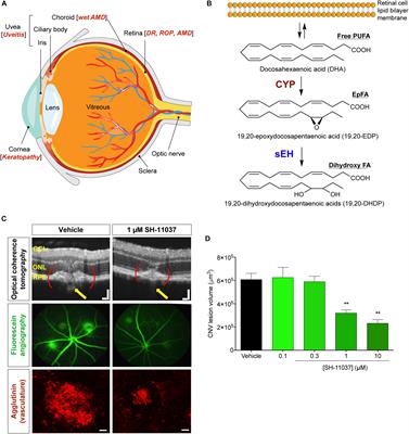 Soluble Epoxide Hydrolase Inhibition for Ocular Diseases: Vision for the Future